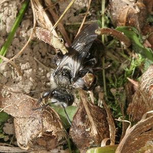 Andrena cineraria, M (2)