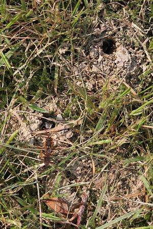 Nesteingänge von Andrena cineraria (1)
