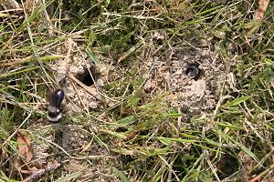 Andrena cineraria: Nistgänge im Rasen (1)
