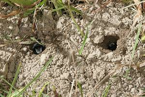 Andrena-cineraria: Weibchen in ihren Niströhren (1)