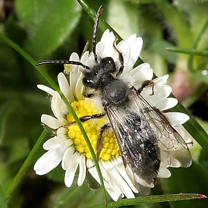 Andrena cineraria, M (10)