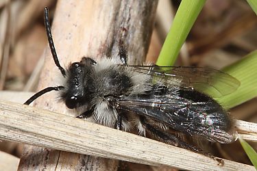 Andrena cineraria, M (12)