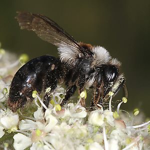 Andrena cineraria, W (15)