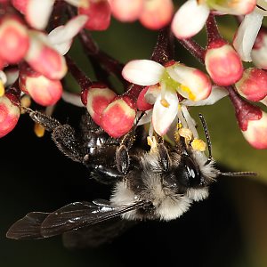 Andrena cineraria, W (16)