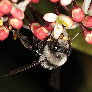 Andrena cineraria, W (17)