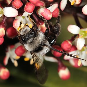 Andrena cineraria, W (18)