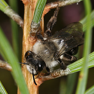 Andrena cineraria, W (21)