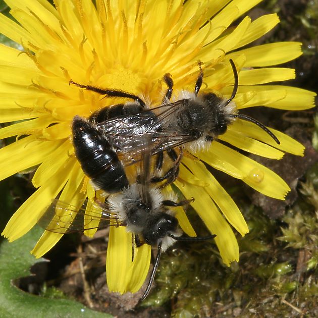 Andrena cineraria, WM