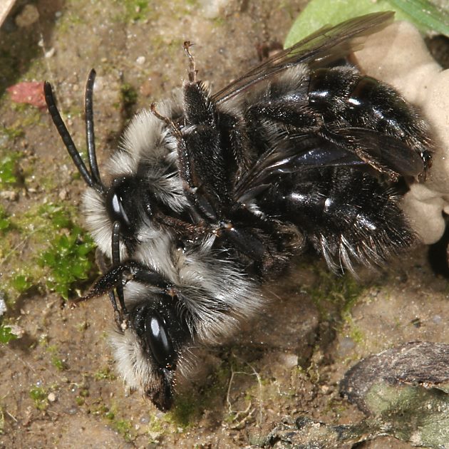 Andrena cineraria, WM