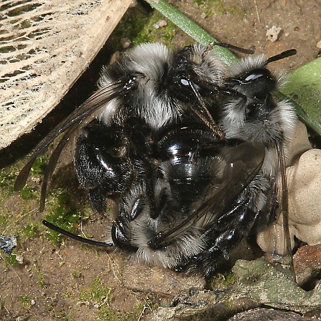 Andrena cineraria, WMMM: mating ball