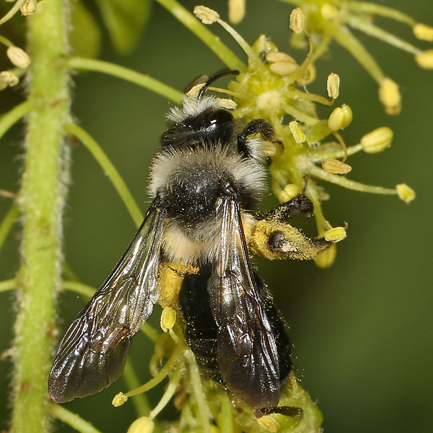 Andrena cineraria, W