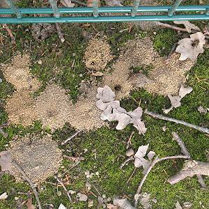 Andrena clarkella: Nisthügel