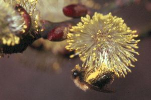 Andrena clarkella, W, an Weide