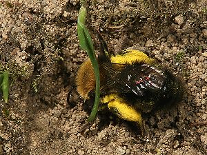 Andrena-clarkella-W mit Pollen beim Eingraben (1)