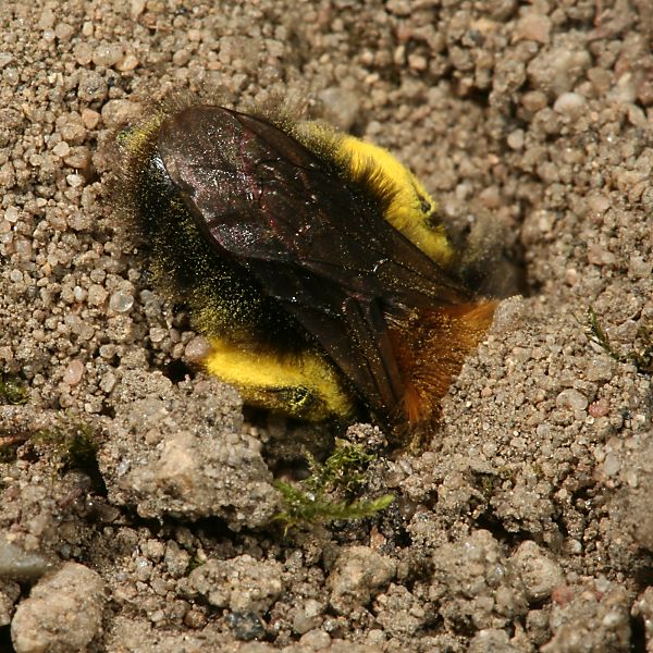 Andrena clarkella, W