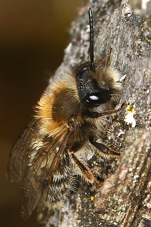 Andrena clarkella, M