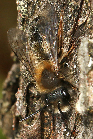 Andrena clarkella, M
