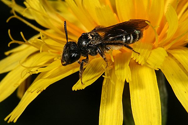Andrena coitana, W