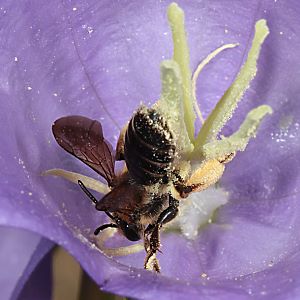 Erdbiene: Andrena curvungula, W
