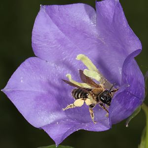 Andrena curvungula, W