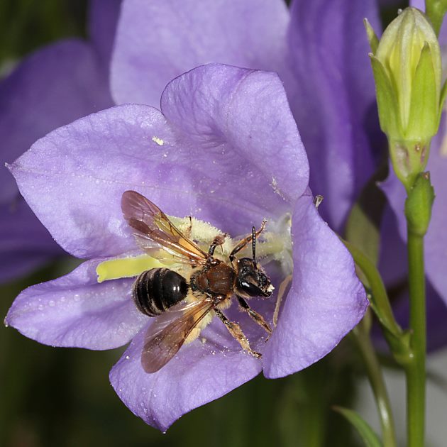 Andrena curvungula, W