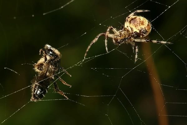 Andrena denticulata im Spinnennetz (1)