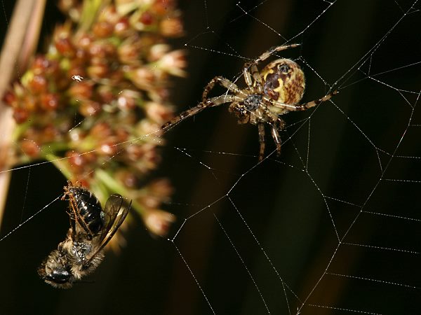 Andrena denticulata im Spinnennetz (2)