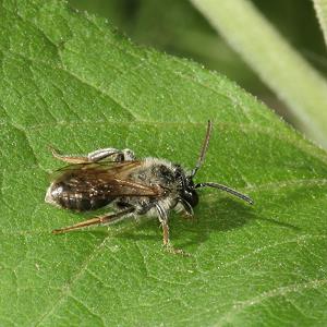 Andrena dorsata: altes Männchen (1)