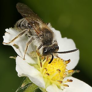 Andrena dorsata, M (1)