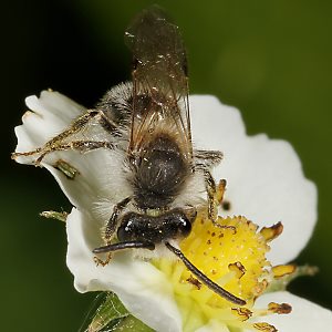 Andrena dorsata, M (3)