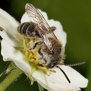 Andrena dorsata, M (4)