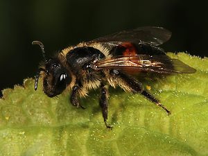 Andrena stragulata, W