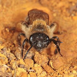 Andrena ferox, 2. W (2)