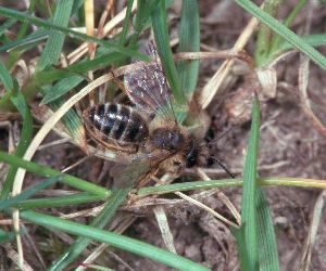 Andrena flavipes: Komfortverhalten