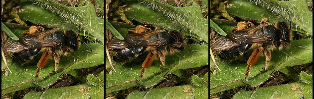 Andrena flavipes, abgeflogenens W (5-6)