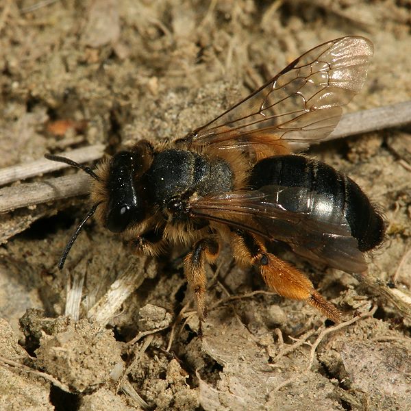 Andrena flavipes, W