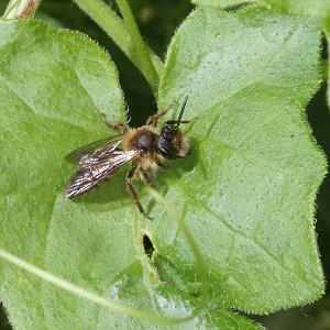 Andrena florea, M (1)