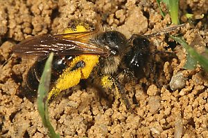 Andrena florea, W