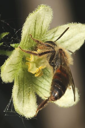 Andrena florea, M