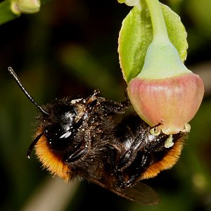 Andrena fulva, W