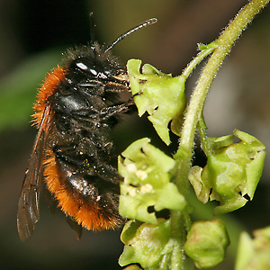 Andrena fulva, W