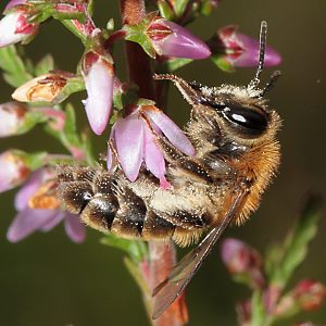 Andrena fuscipes, W