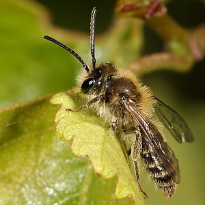 Andrena fuscipes, M