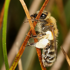 Andrena fuscipes, W