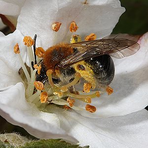 Andrena haemorrhoa, W, in Apfelblüte (3)