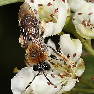 Andrena haemorrhoa, W, an Crataegus (2)