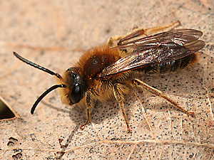 Andrena haemorrhoa, M (1)