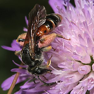 Sandbiene Andrena labiata, W
