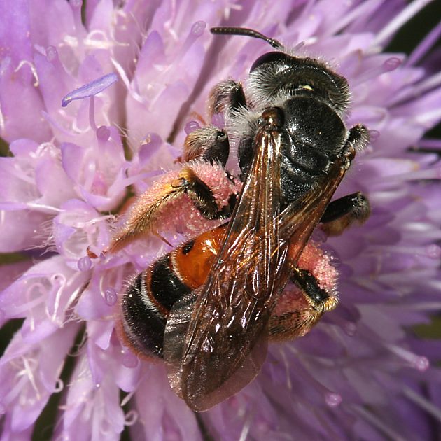 Andrena hattorfiana, W