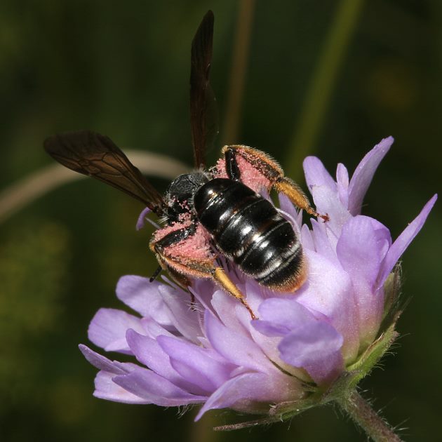 Andrena hattorfiana, W